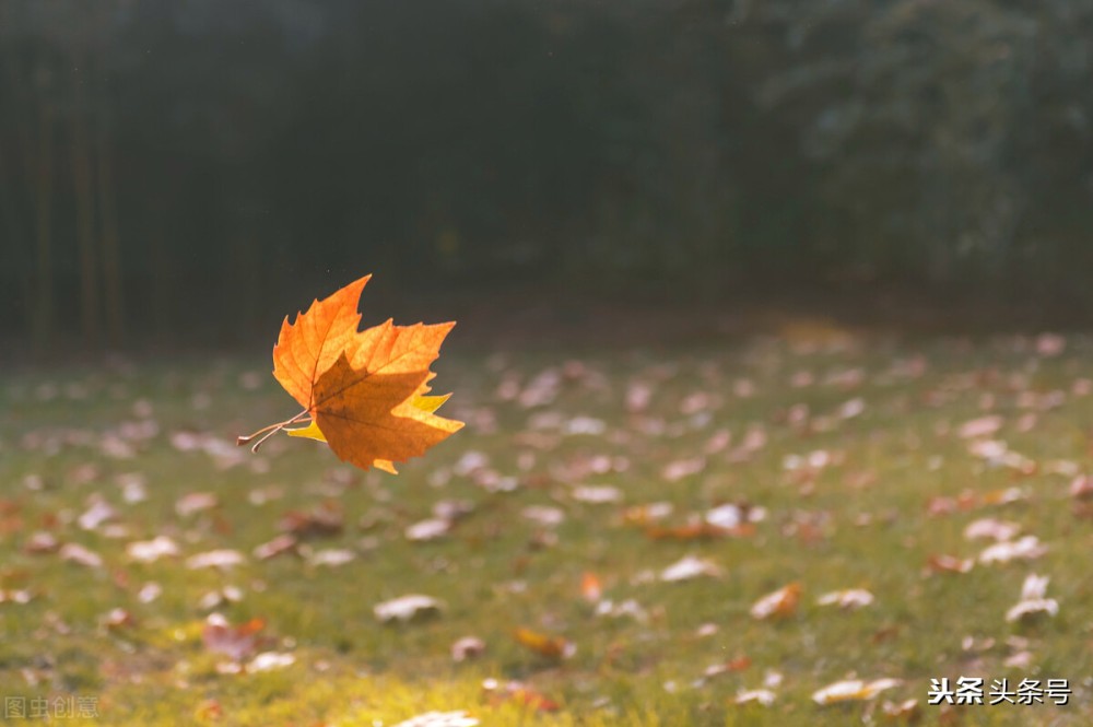 散文：秋叶落——一个轮回的蓄力