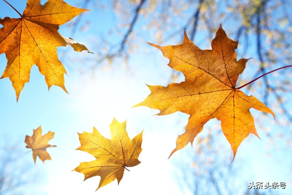 散文：秋叶落——一个轮回的蓄力